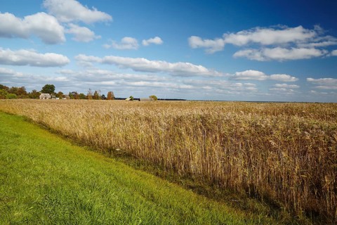 Impressions of the Fischland peninsula, between Ahrenshoop and Wustrow, Mecklenburg-Vorpommern,