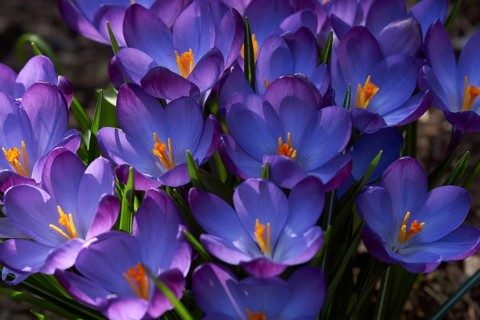 Crocus, Crocus vernus