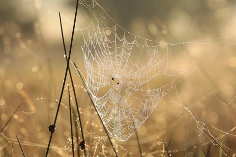 Spider web on a meadow during sunrise