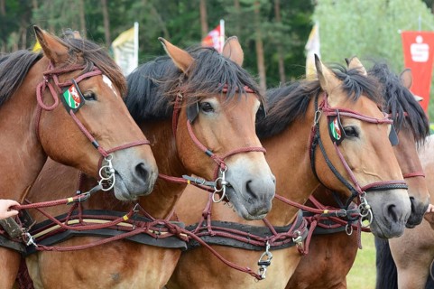 Cold-blooded horses as the titans of the race in Brück, Brandenburg