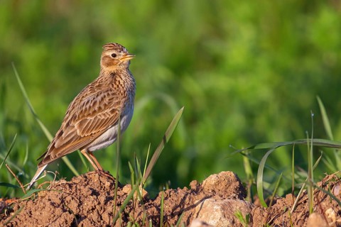 Skylark, Eurasian Sky Lark, Eurasian Skylark, Alauda arvensis, Alouette des champs, Alondra Com?n,