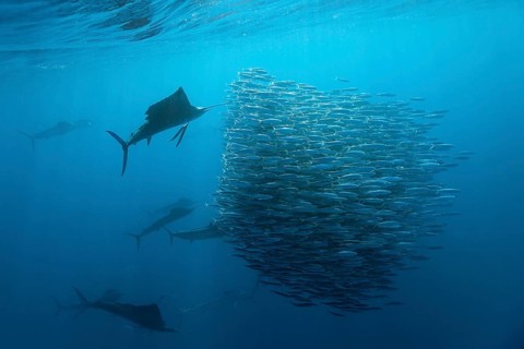 Atlantic fanfish hunting sardines, Istiophorus albicans, Isla Mujeres, Yucatan Peninsula,