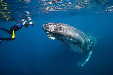 Snorkeller and humpback whale, Megaptera novaeangliae, Silver Bank, Atlantic Ocean, Dominican