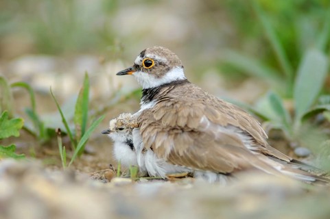 Little Plover (Charadrius dubius) with its chick on the banks of the Rhine. Bas-Rhin, Collectivite