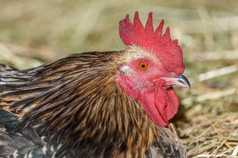 Farmyard rooster portrait with colorful plumage lying in the hay in the sun, free-range breeding in