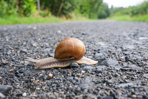 Snail on the black sand