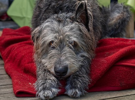 Portrait of an Irish Wolfhound (Canis lupus familiaris) with a dachshund look