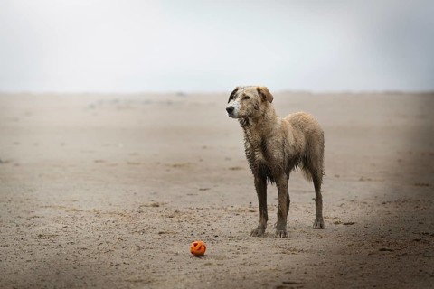 Dog (canis lupus familiaris), dirty after playing on the beach, Elbe, Hamburg, Germany