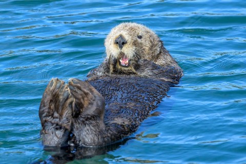 A sea otter (Enhydra lutris) lying relaxed on its back in the blue water, Seward, Alaska, USA