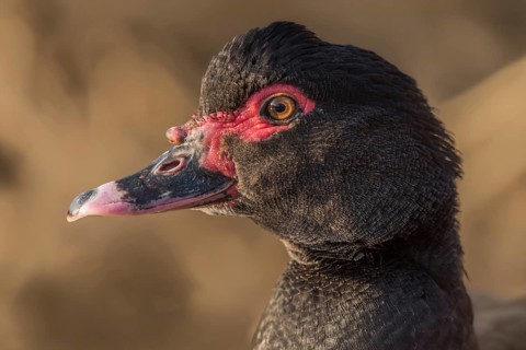 Portrait of brown Muscovy duck escaped in nature. Alsace, France