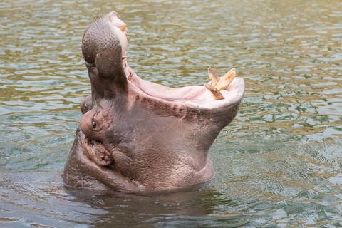 Head of a hippopotamus Hippopotamus amphibius with gaping mouth