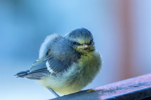 Young blue tit bird in spring