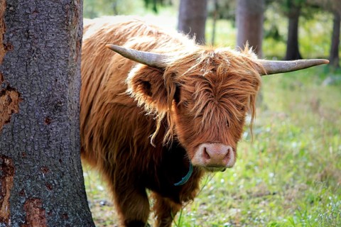 Young, timid and curious Highland bull peeks behind a tree