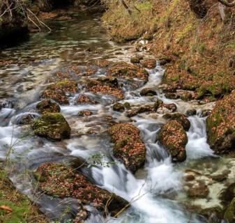 A stream flowing through the beautiful Mostnica Gorge in the Triglav National Park, located in the