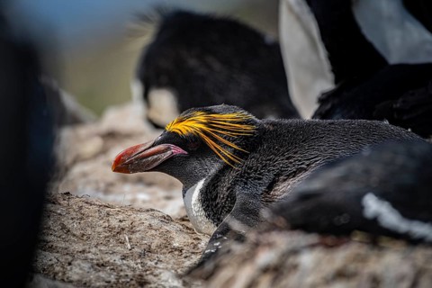 Golden crested penguin (Eudyptes chrysolophus), also macaroni penguin, Pebble Island, Falkland
