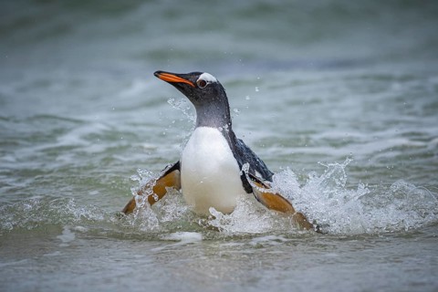 A gentoo penguin (Pygoscelis papua) landing on a beach, Pebble Island, Falkland Islands, Great