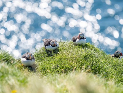 Puffin (Fratercula arctica) on a rocky cliff, Heimaey Island, Westman Islands, Iceland