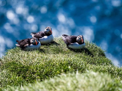 Puffin (Fratercula arctica) on a rocky cliff, Heimaey Island, Westman Islands, Iceland