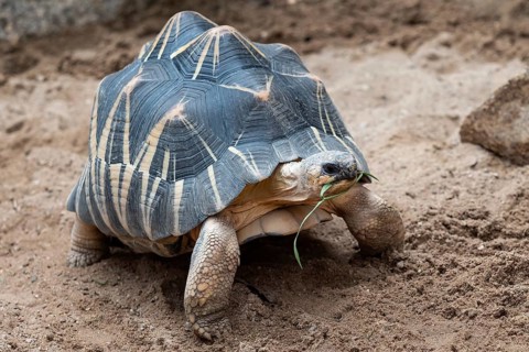 Radiated tortoise walking on ground, Astrochelys radiata. Critically endangered tortoise species,