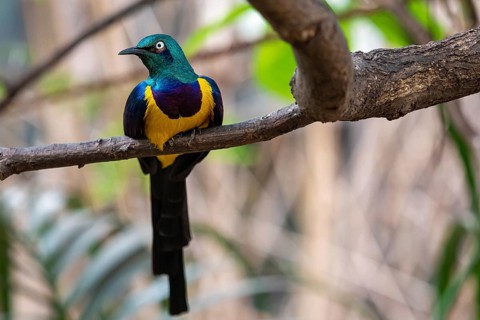 Golden breasted Starling, Cosmopsarus regius, Glossy Starling sitting on the tree branch. Beautiful