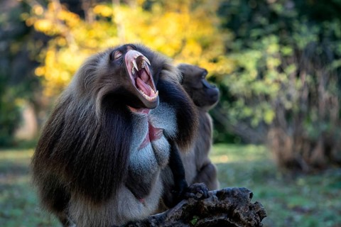 Alpha male of Gelada Baboon, Theropithecus gelada, beautiful ground primate. Monkey shows big teeth