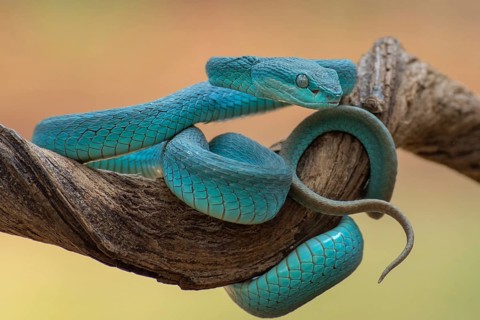 The white-lipped pit viper, is a venomous pit viper species endemic to Southeast Asia