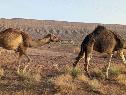 Dromedaries grazing in the Saharan desert in Morocco