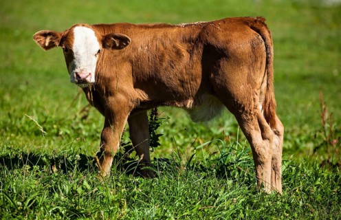 Dairy cows on summer pasture, symbolic photo for milk production and organic farming Austria