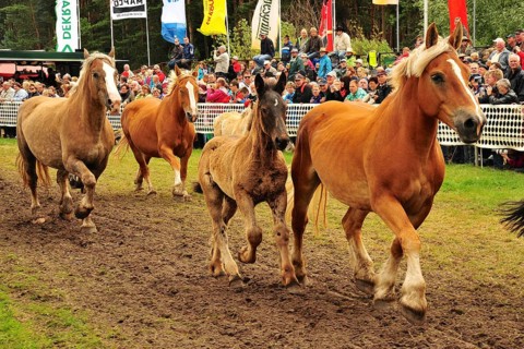 Europe's largest cold-blooded show Titans of the racecourse