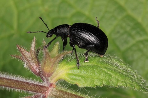 Black-legged weevil