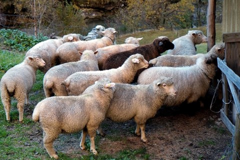 Flock of sheep waiting patiently outside the barn door for admission and the eagerly awaited
