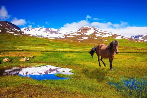 Bay Icelandic horse grazing in the meadow. Summer Iceland. Small lake surrounded by green fields
