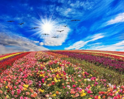 The field of flowers. Flies over a field flock of cranes. Flowers grow stripes of different colors