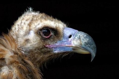 Egyptian Vulture (Aegypius tracheliotus Syn. Torgos tracheliotus), captive, Baden-Württemberg,