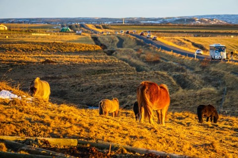 Iceland of grassland horse (wild). Shooting Location: Iceland, Reykjavik