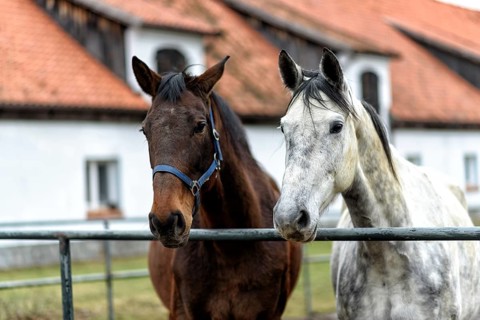 Two bay horses in a paddock on a farm in eastern Poland in Europe