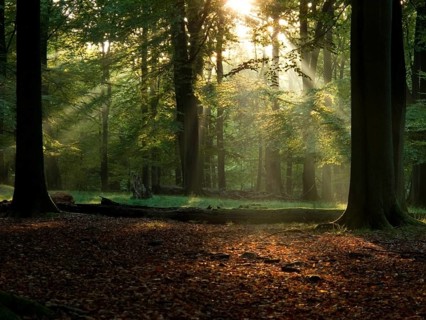 Beech forest with fog and warm sunshine in autumn, fall, Denmark