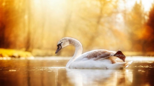 Young swan photographed against the light