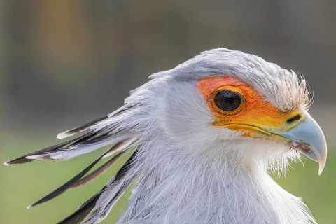 Secretarybird Close up portrait, African bird of prey (Sagittarius serpentarius)