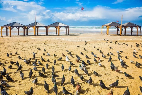 Large flock of pigeons resting on the sand. Windy winter day on the beach