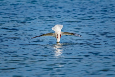 A black-headed gull (Chroicocephalus ridibundus) dives headfirst into the water, wings outstretched
