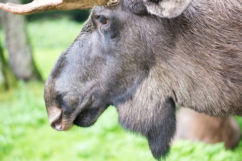 Detail of the head of a male elk moose in autumn, Alces alces