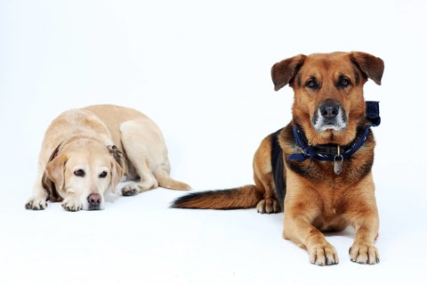 Portrait of 2 dogs in the studio