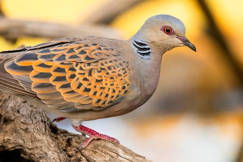 Turtle Dove, Streptopelia turtur, Mediterranean Forest, Castilla y Leon, Spain