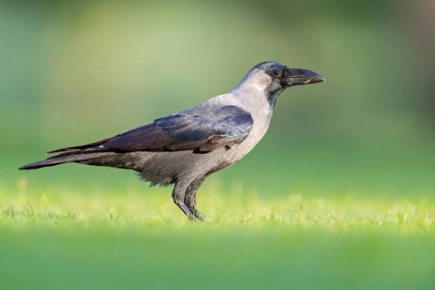 Glossy crow, (Corvus splendens), omnivore, genus of ravens and crows, corvids, Al Qurm Park,