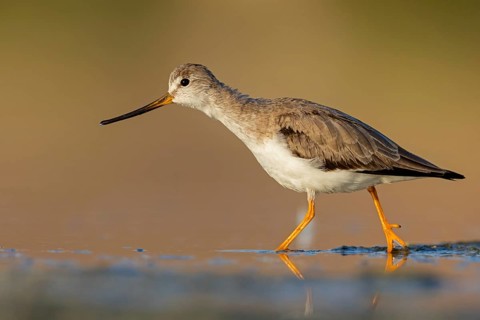 Terek sandpiper, (Xenus cinereus), animal, animals, bird, birds, snipe family, snipe, biotope,