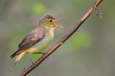 Icterine Warbler, Hippolais icterina, HypolaÔs ictÈrine, Zarcero Icterino, Worms,