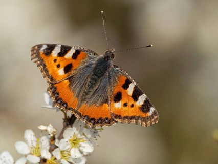 Small tortoiseshell, (Aglais urticae), butterfly, butterfly, animals, insects, butterflies, sits on