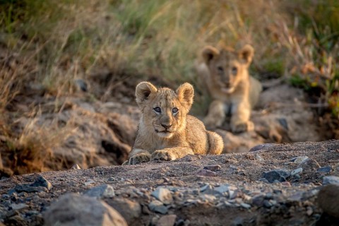 Two Lion cubs laying in a dry riverbed in the Pilanesberg National Park, South Africa