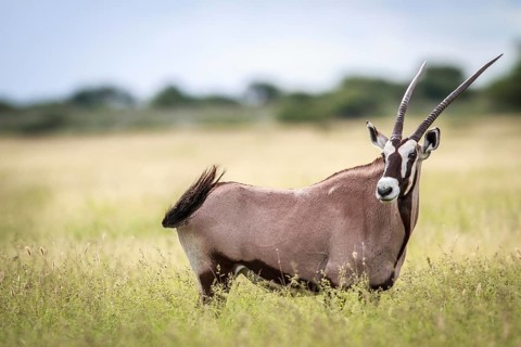 Gemsbok standing in high grass in the Central Khalahari, Botswana